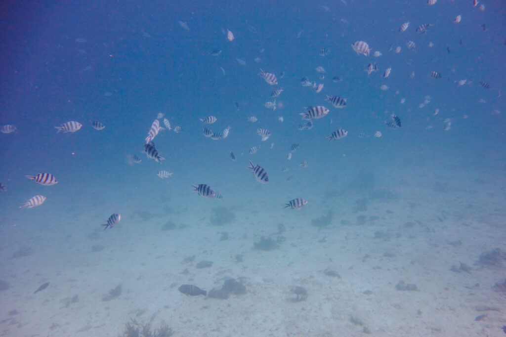Fischschwärme