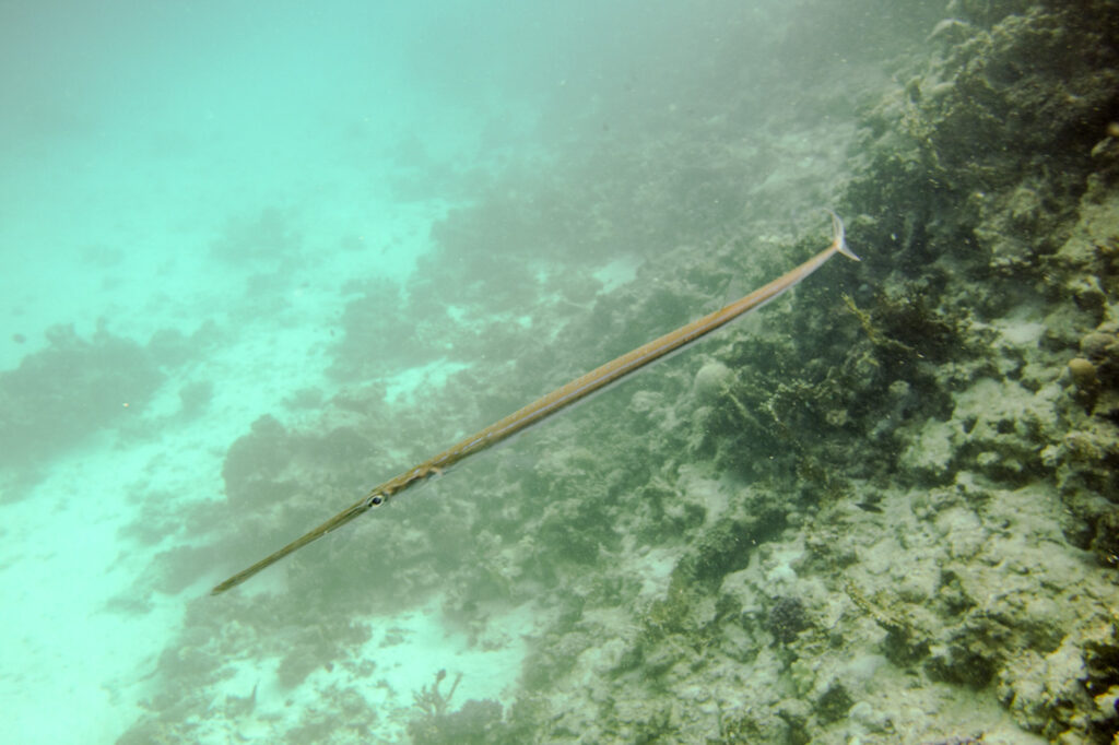 Flötenfisch