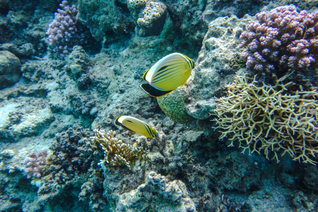 Falterfische