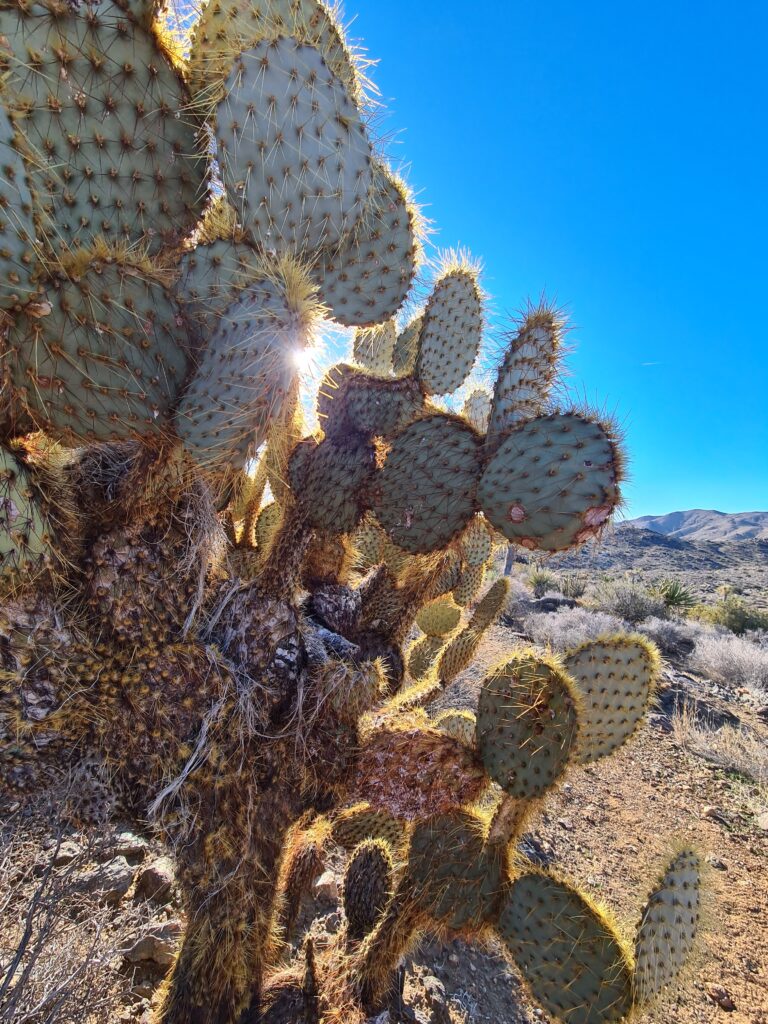 Kaktus auf dem California Riding and Hiking Trail