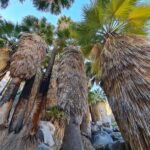 Fortynine Palms Oase