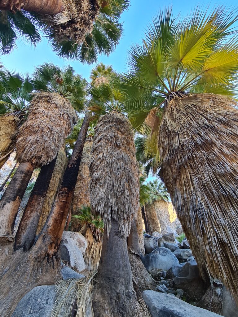 Fortynine Palms Oase