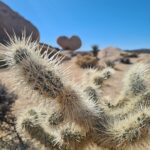 Cholla Kaktus mit Heart Rock