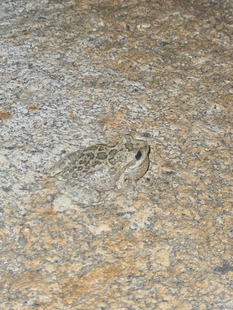 Froschbesuch am Abend