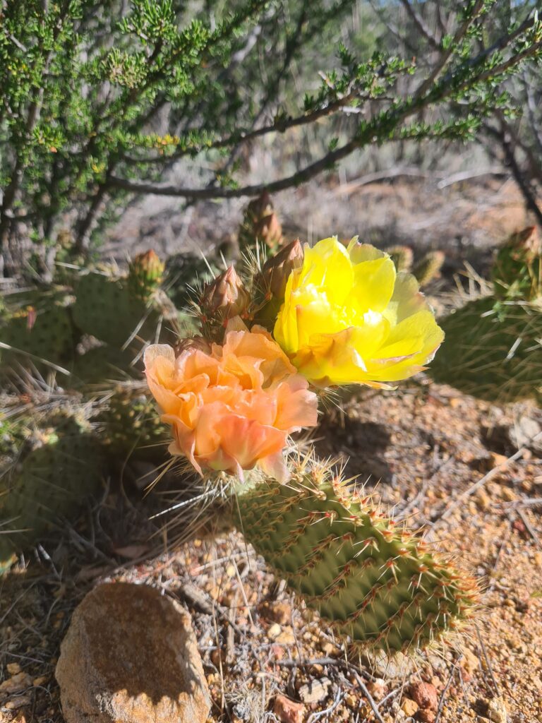 Kakteenblüten