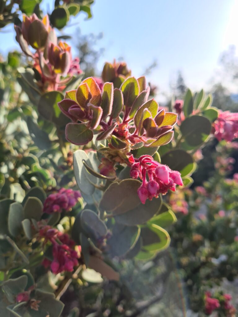 Die Blumen sind zurück