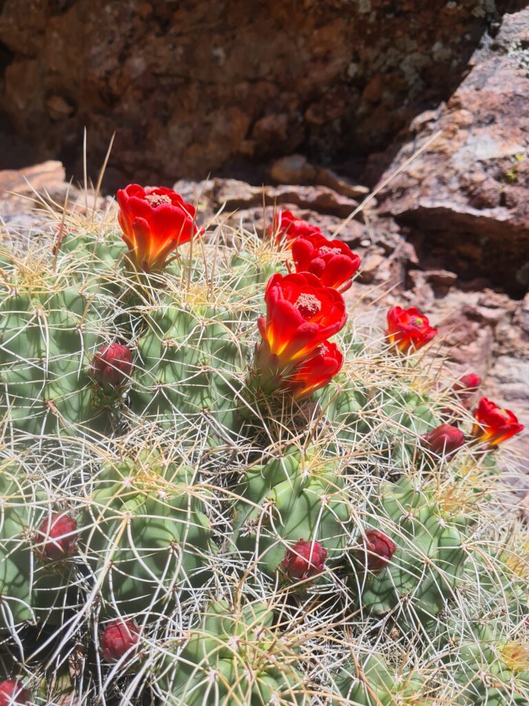 Kaktusblüten