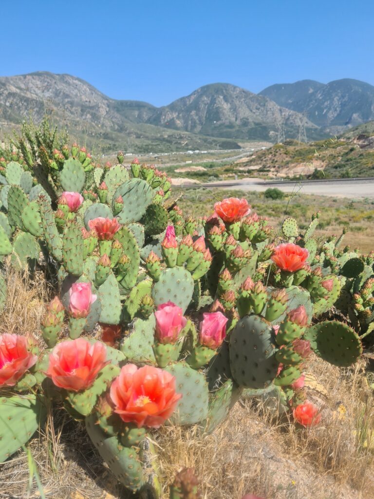 Cajon Pass