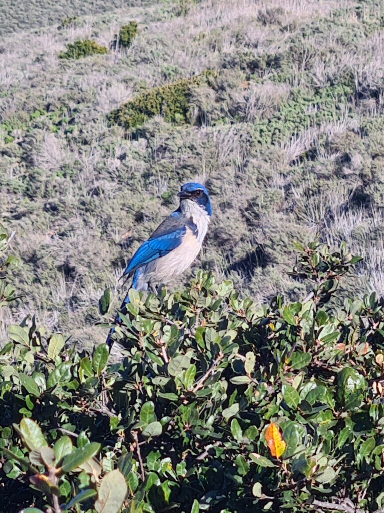 Island Scrub Jay