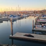 Robbe im Hafen von Ventura