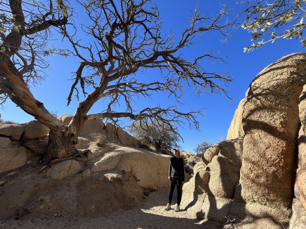 Einer der wenigen Eichenbäume in Joshua Tree Nationalpark