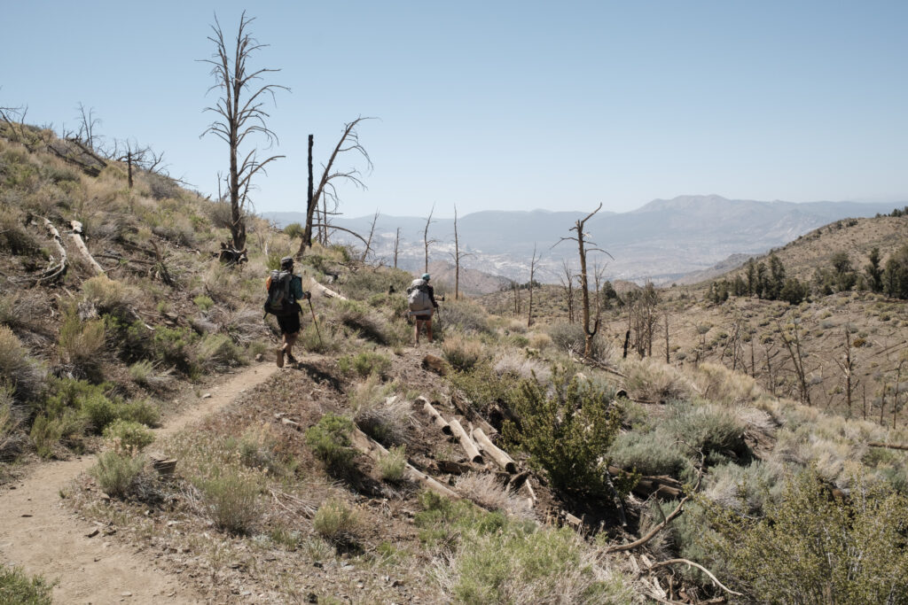 PCT Tag 37