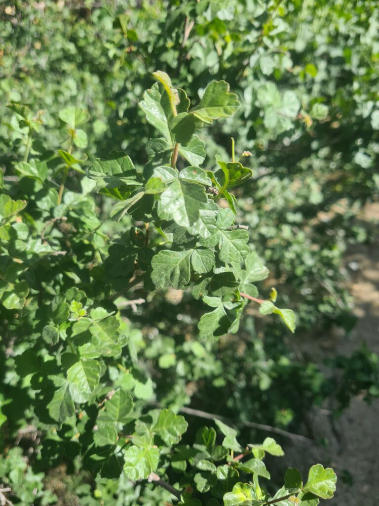 Poison Oak