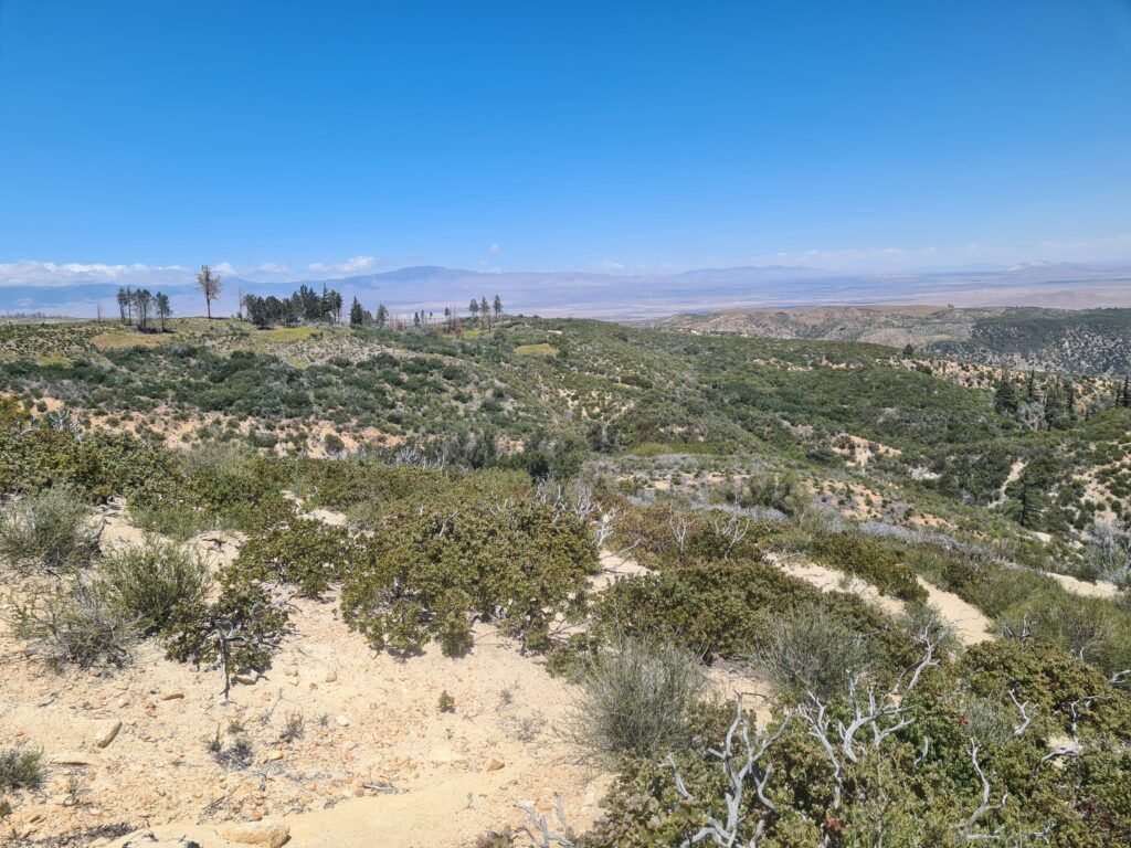PCT Tag 29