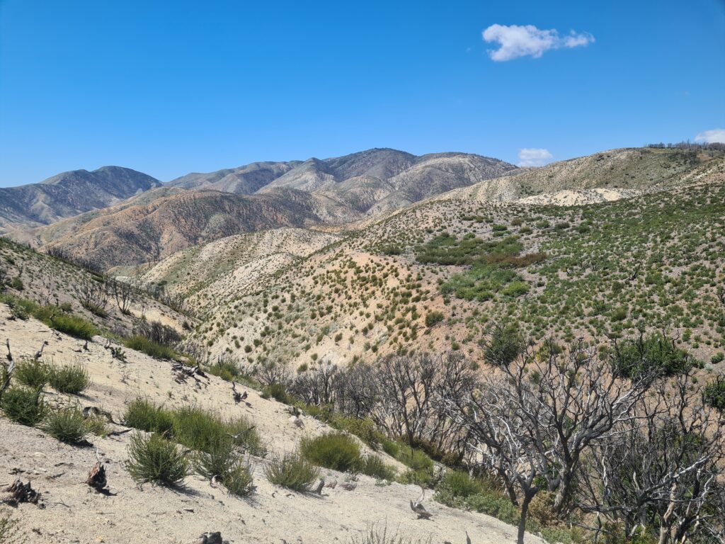 PCT Tag 29