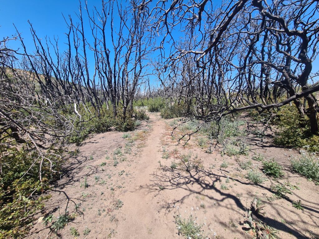 PCT Tag 29