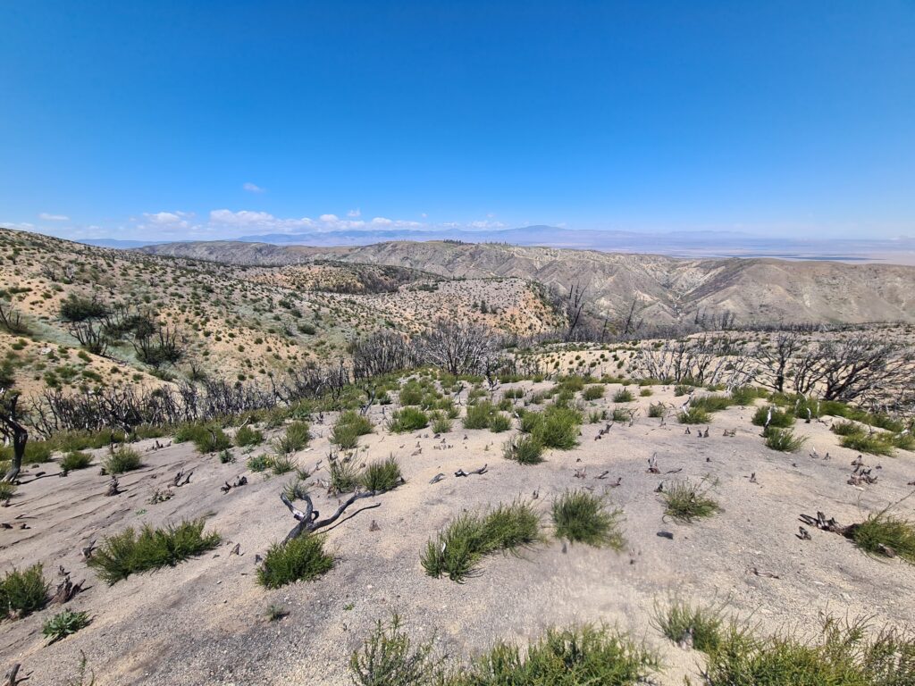 PCT Tag 29