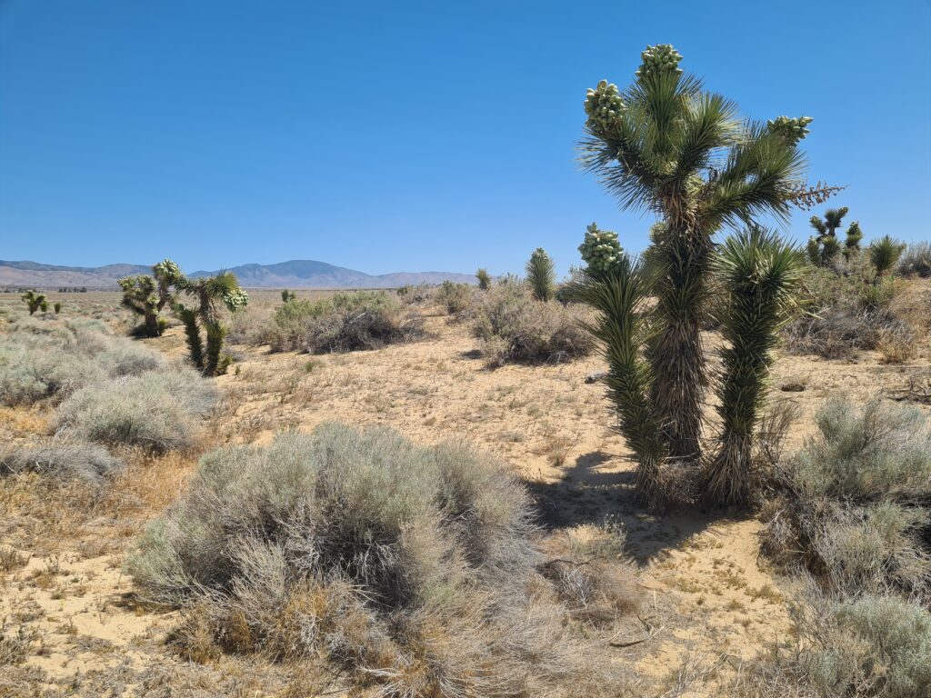 Mojave Wüste
