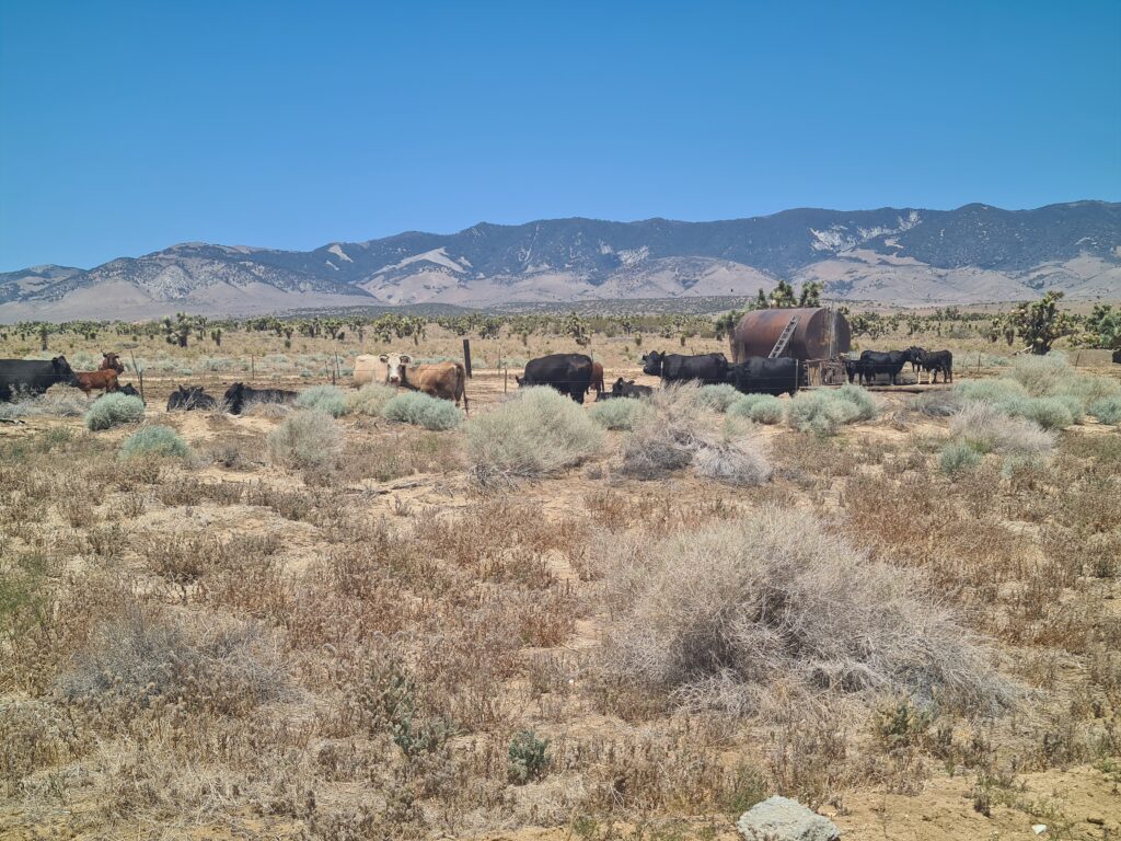 Kühe in der Mojave Wüste