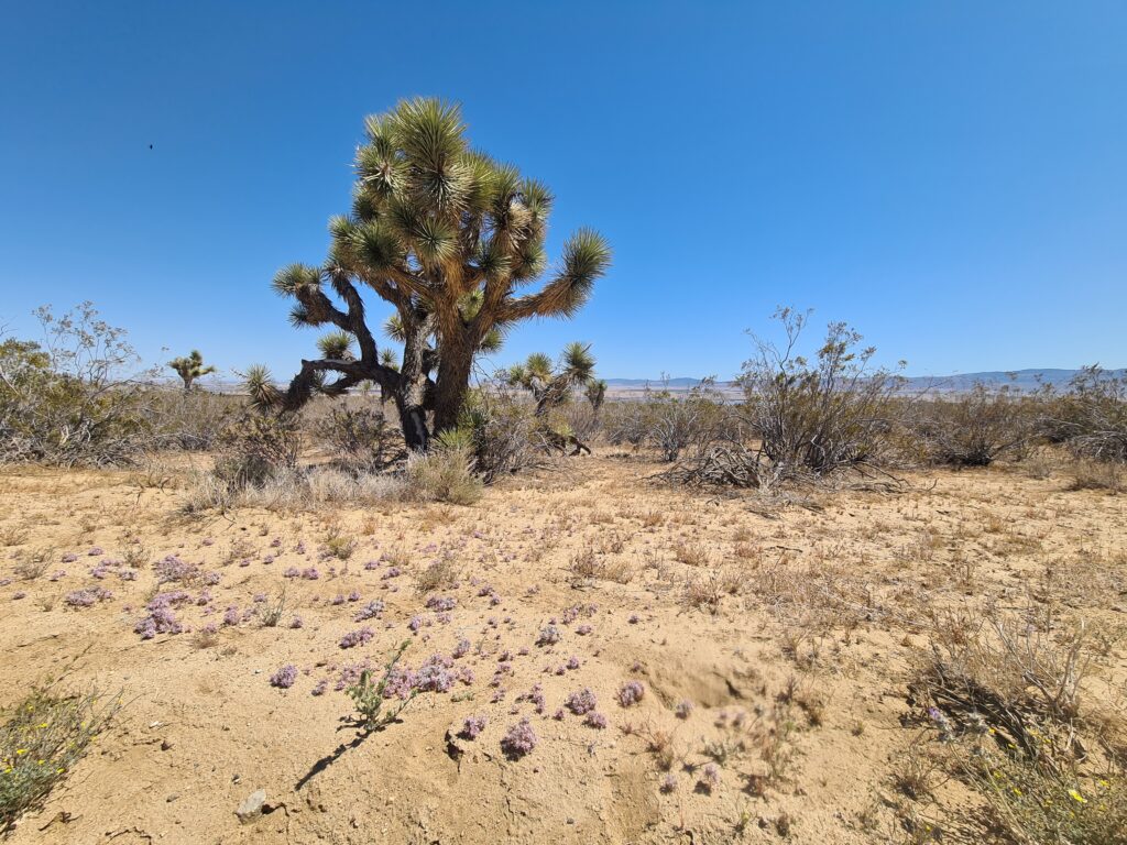 Mojave Wüste