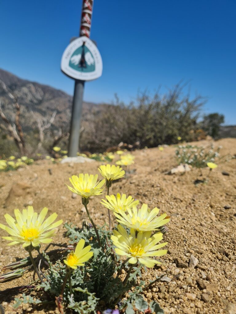 PCT Tag 32