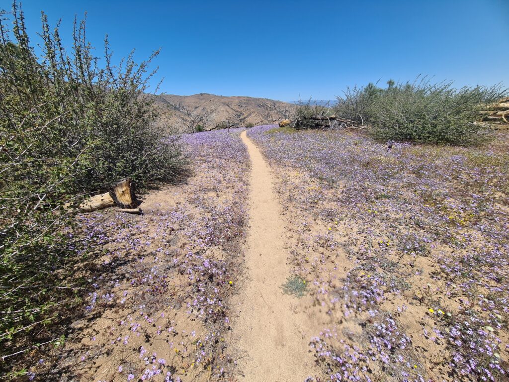 Blumenmeer beim Abstieg