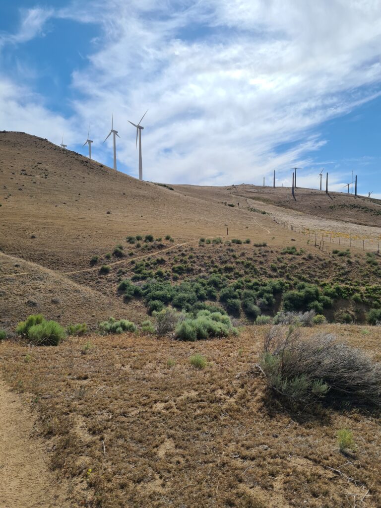 PCT Tag 33