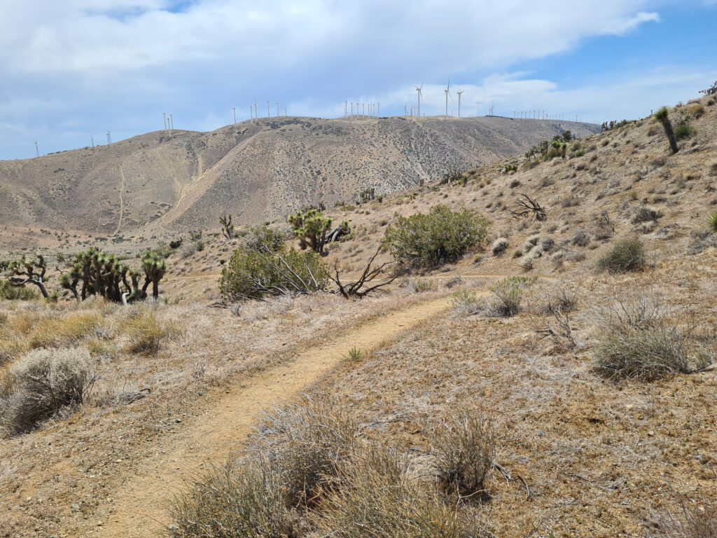 PCT Tag 33