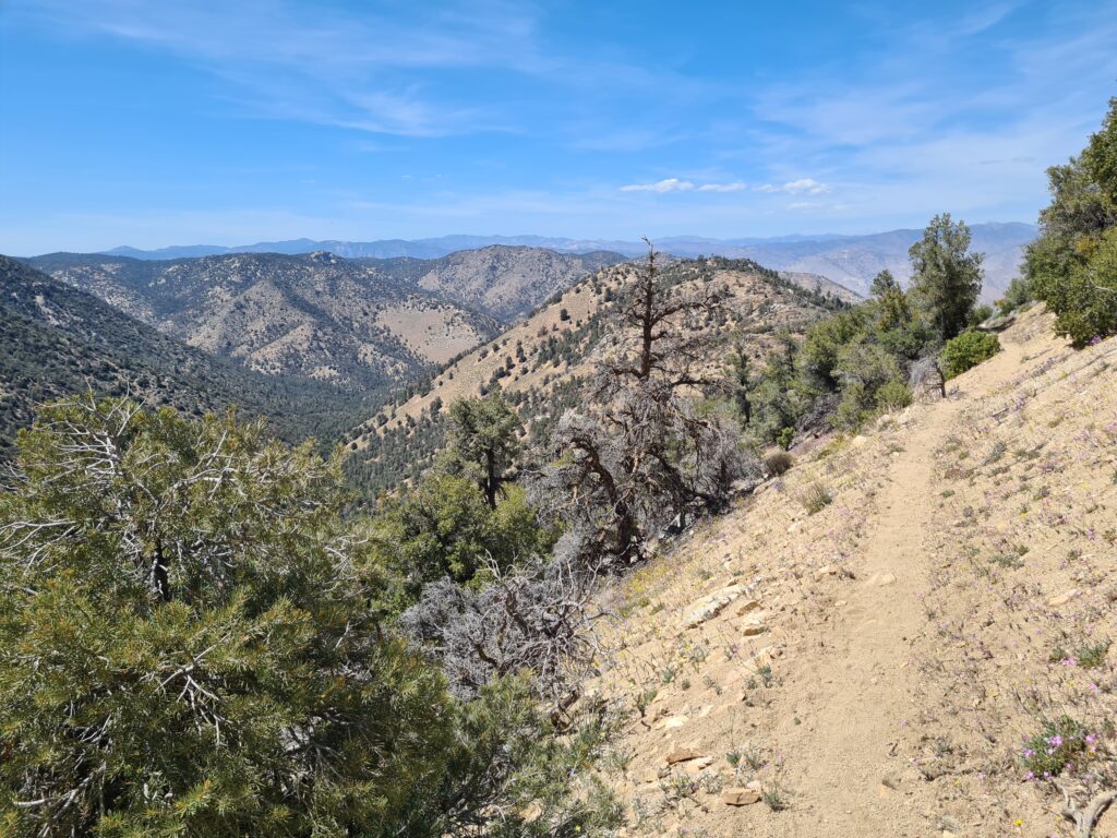 PCT Tag 36