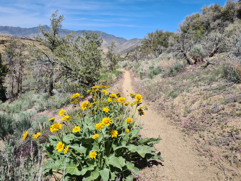 PCT Tag 36