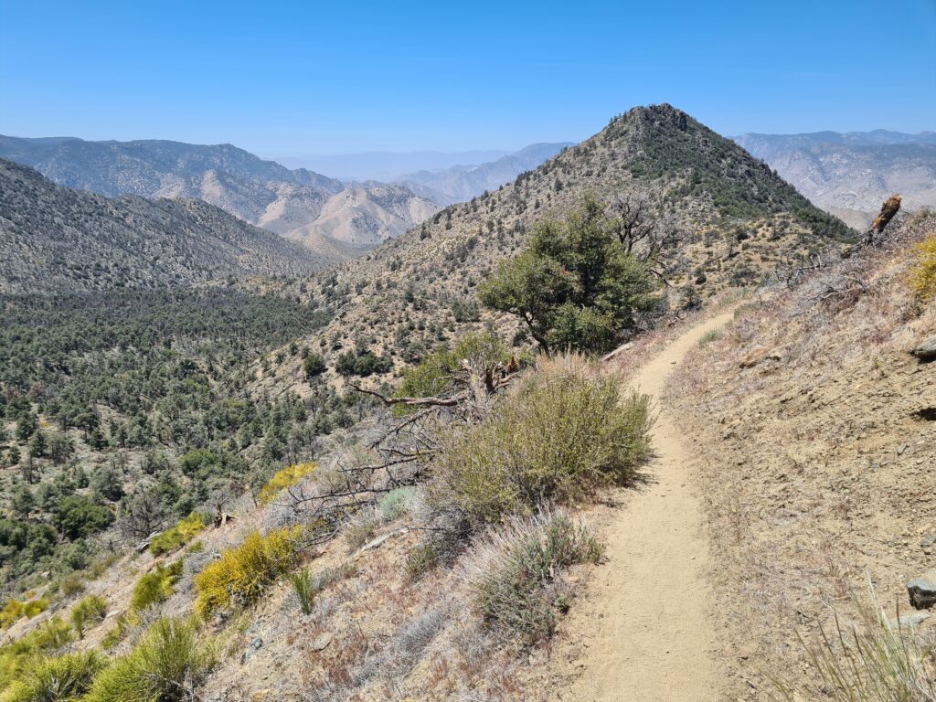 PCT Tag 37