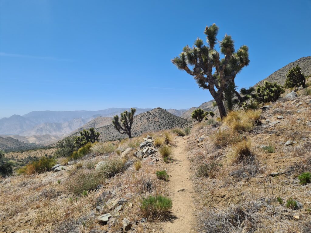 PCT Tag 37