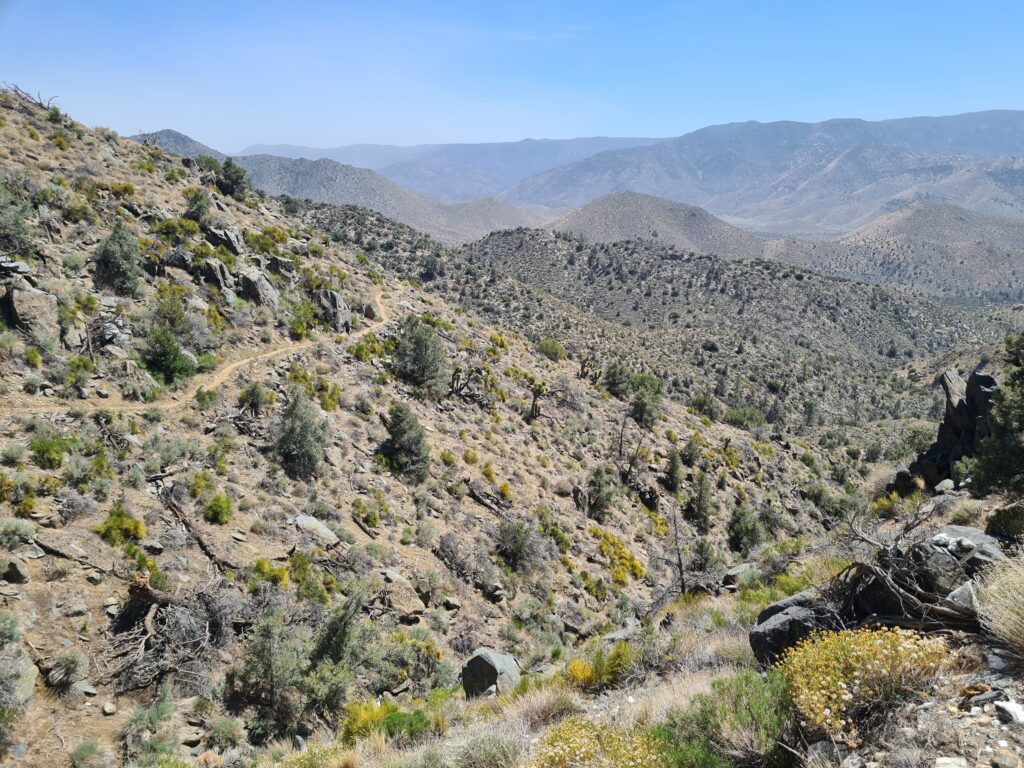 PCT Tag 37