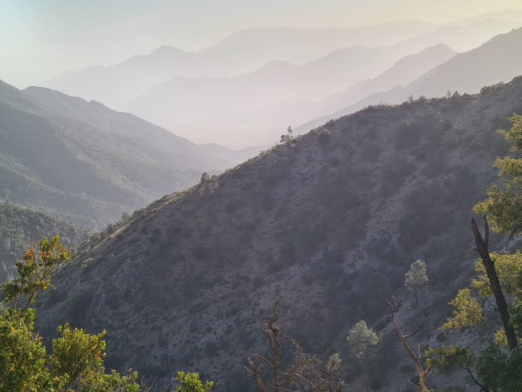 PCT Tag 37