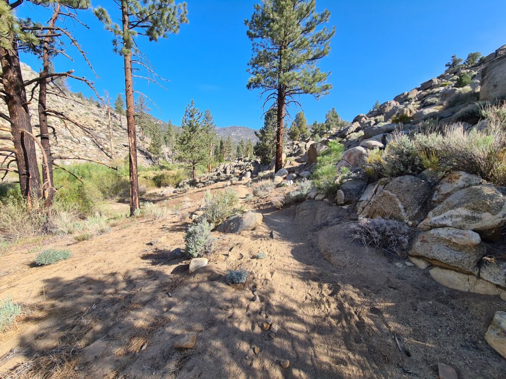 PCT Tag 39