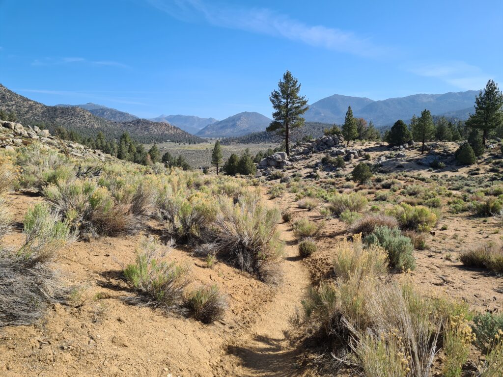 PCT Tag 39