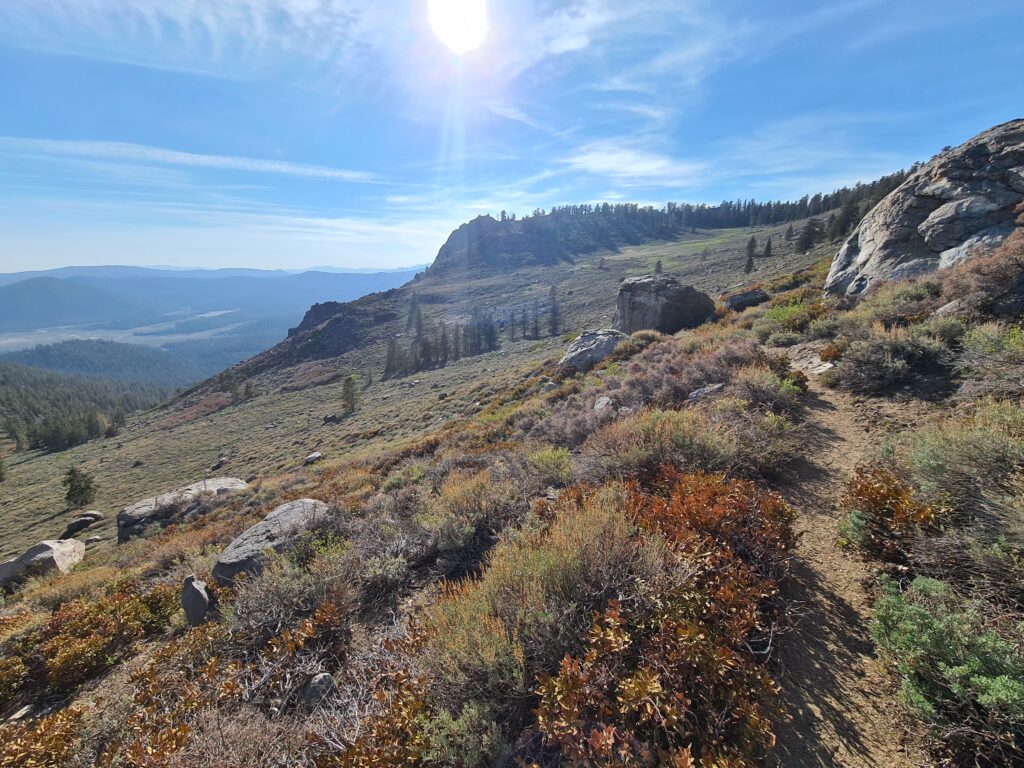 PCT Tag 41