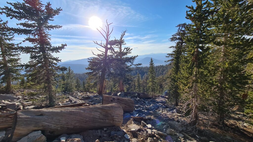 PCT Tag 41