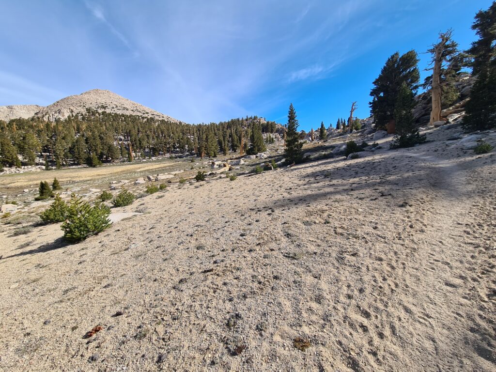 PCT Tag 43