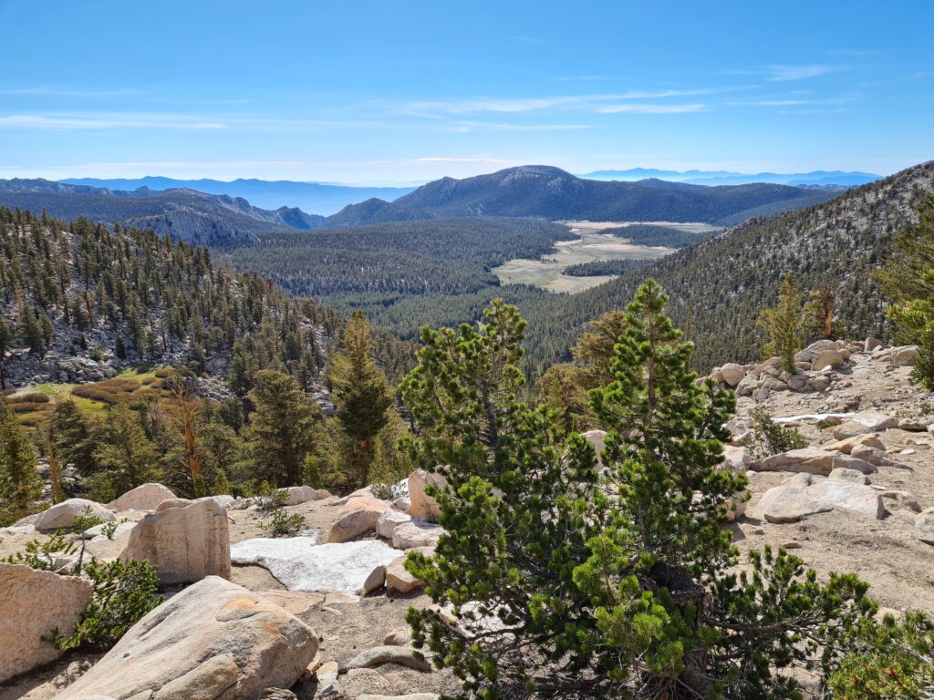 PCT Tag 43
