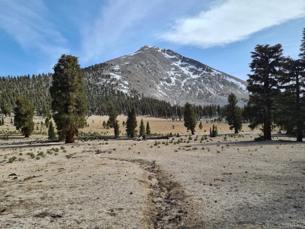 PCT Tag 43