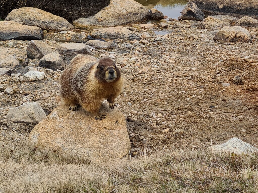 Murmeltier