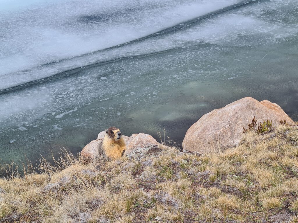 Murmeltierchen am Evolution Lake