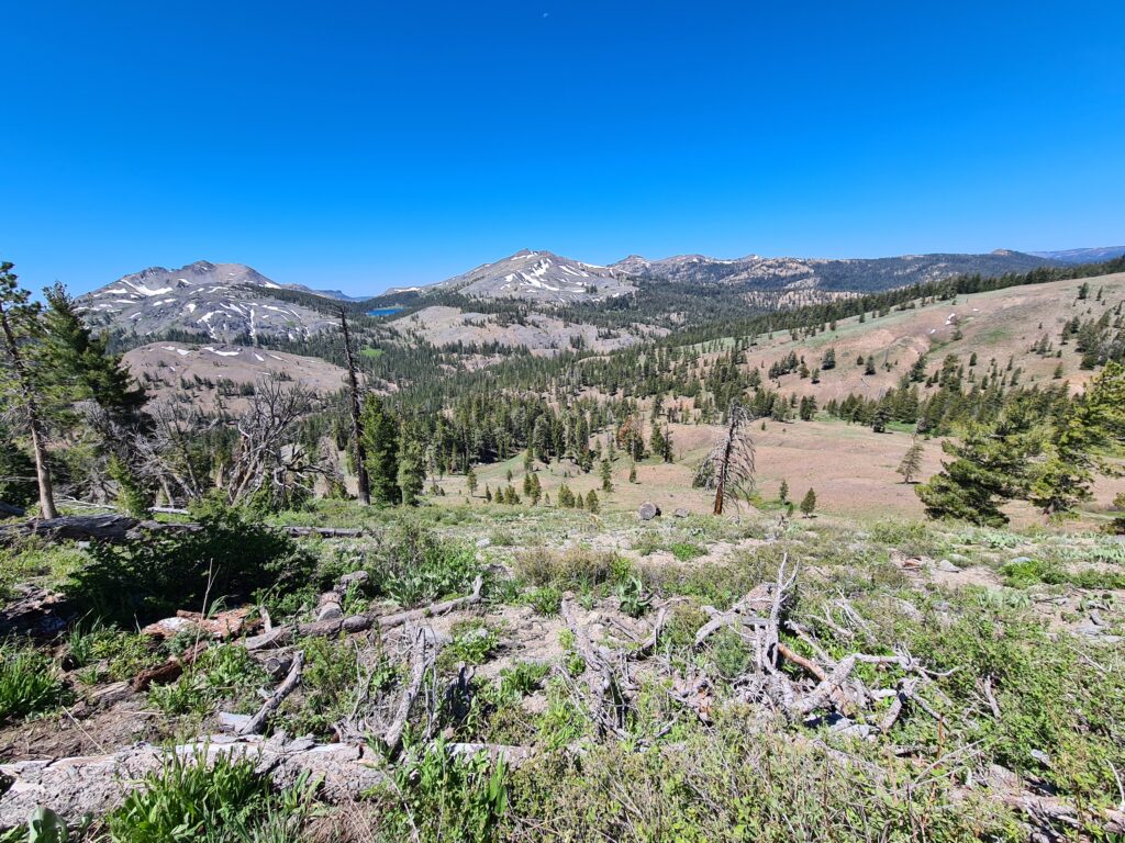 PCT Tag 65