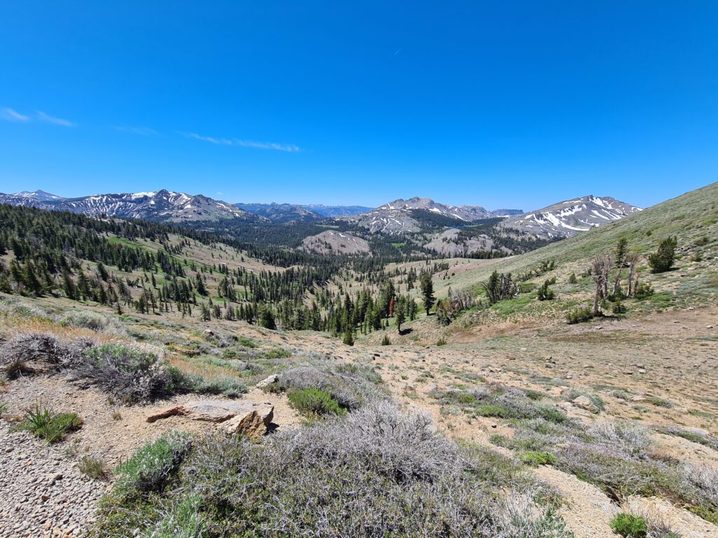 PCT Tag 65