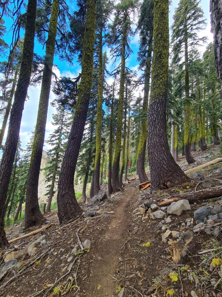 PCT Tag 75