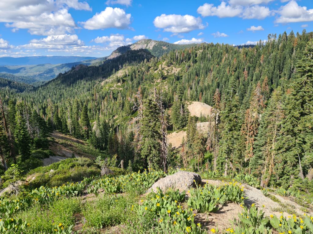PCT Tag 75