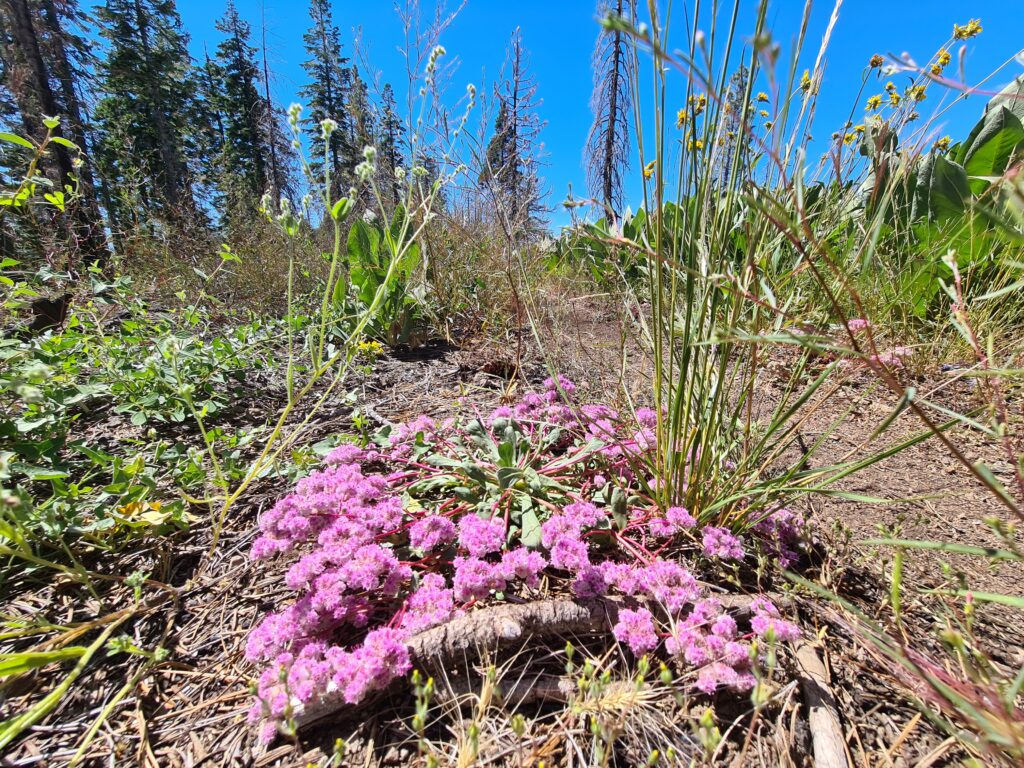 Wildblumen an PCT Tag 76