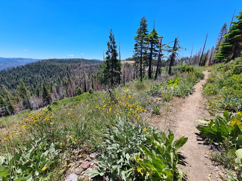 PCT Tag 77