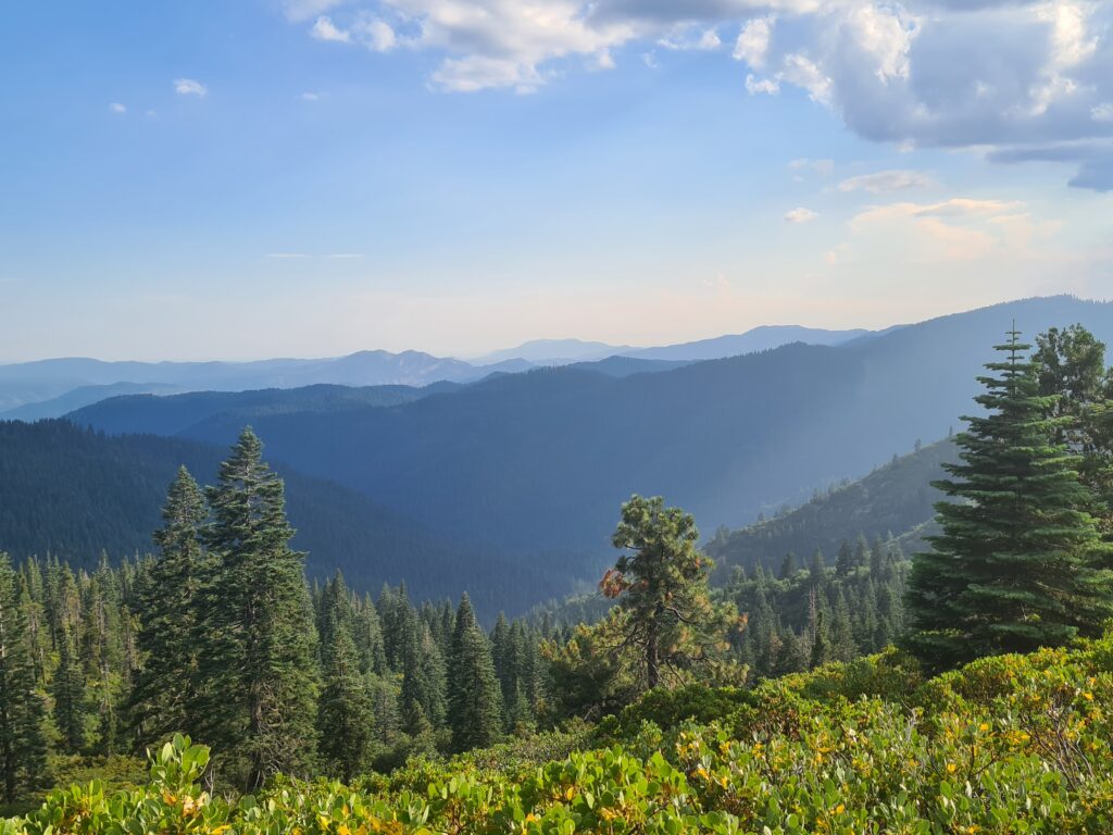 PCT Tag 81